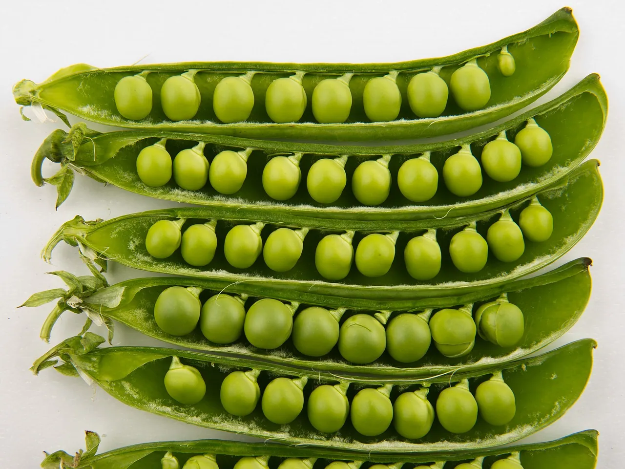 Pea