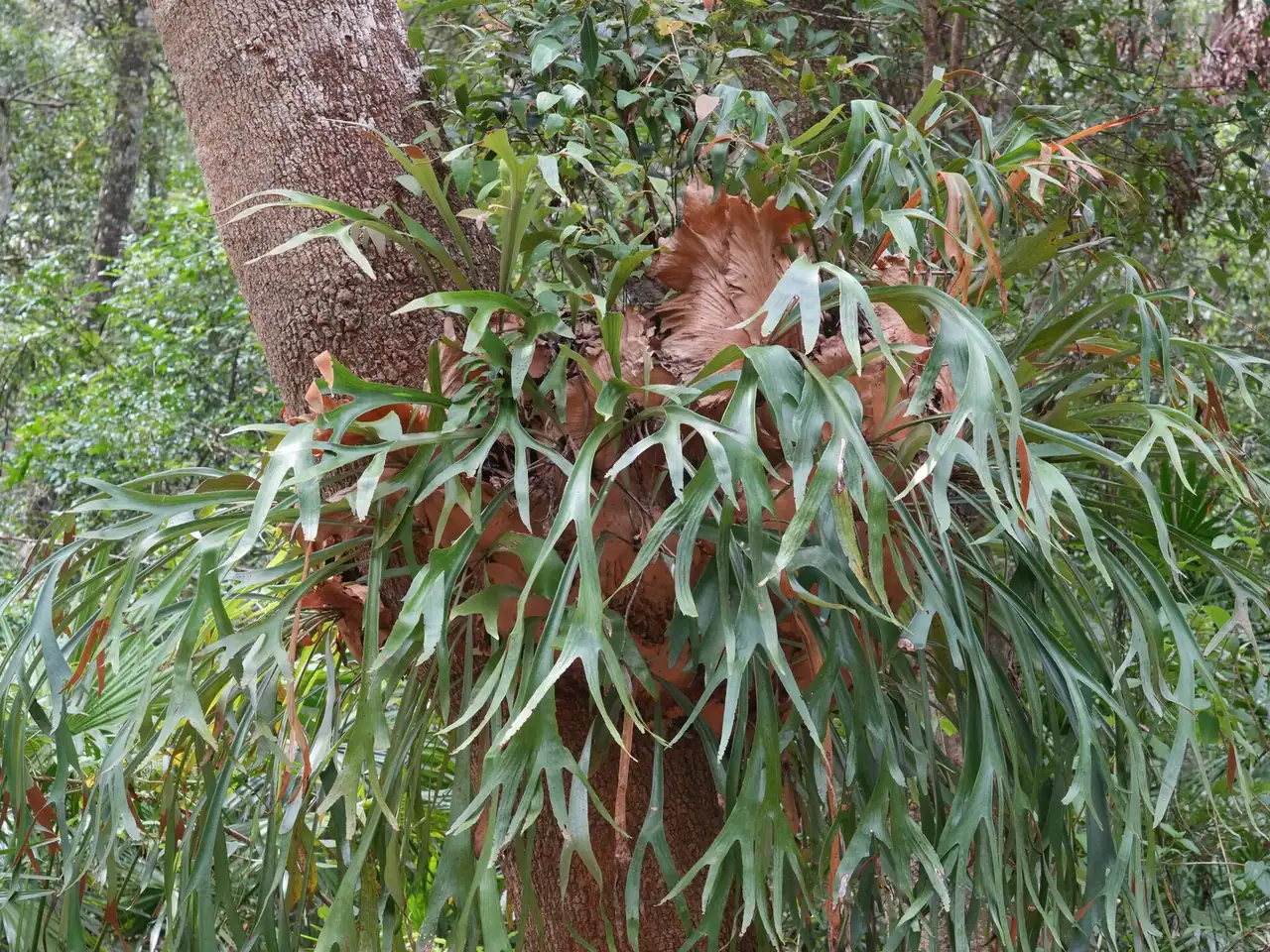 Staghorn fern