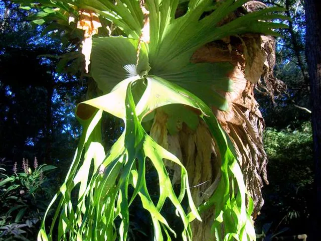Staghorn fern