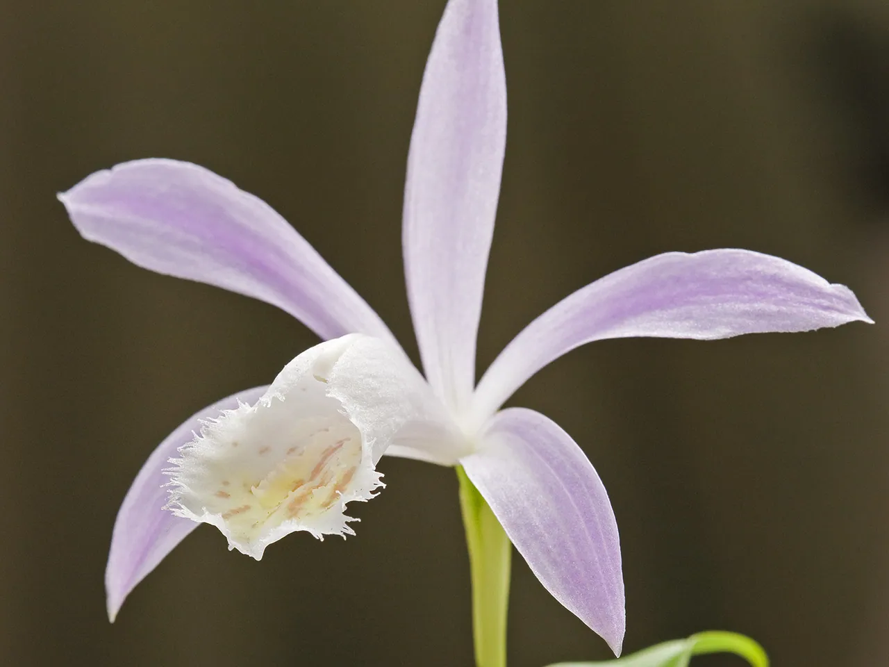 Taiwan pleione
