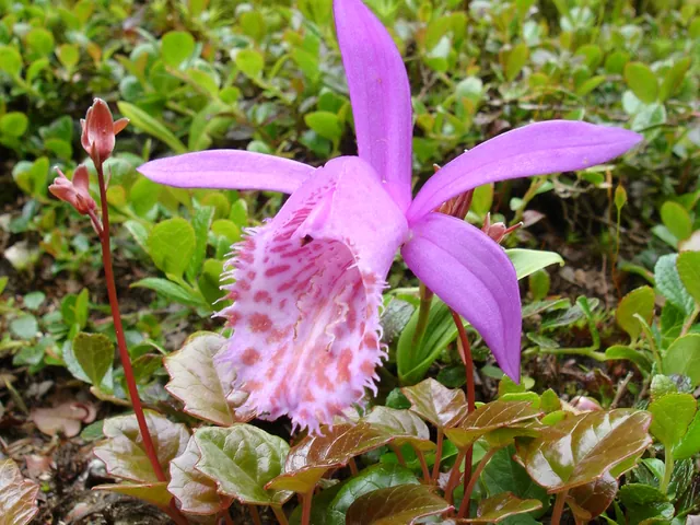 Pleione limprichtii