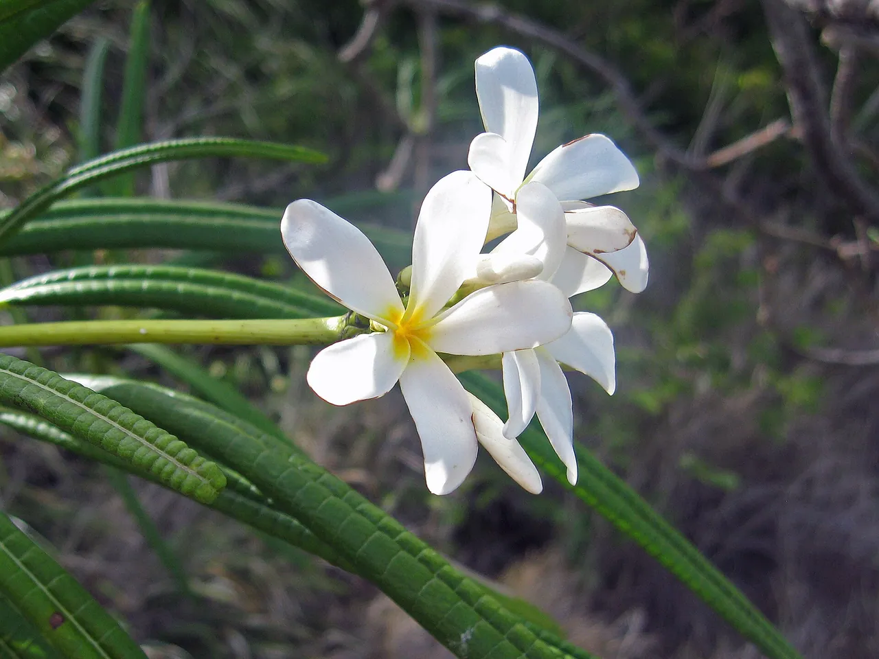 Plumeria alba
