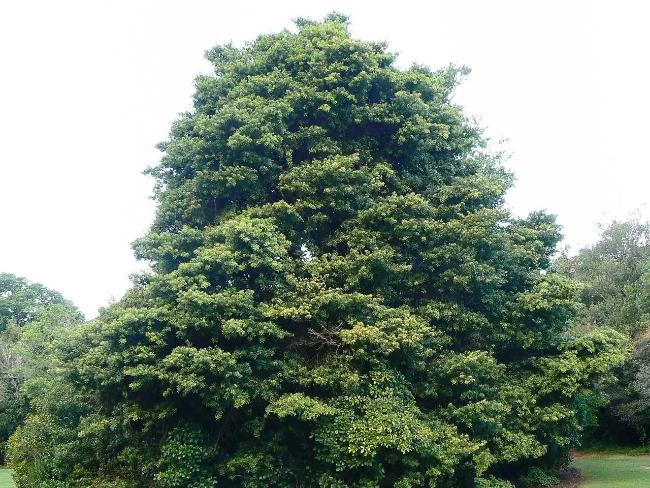 Podocarpus latifolius
