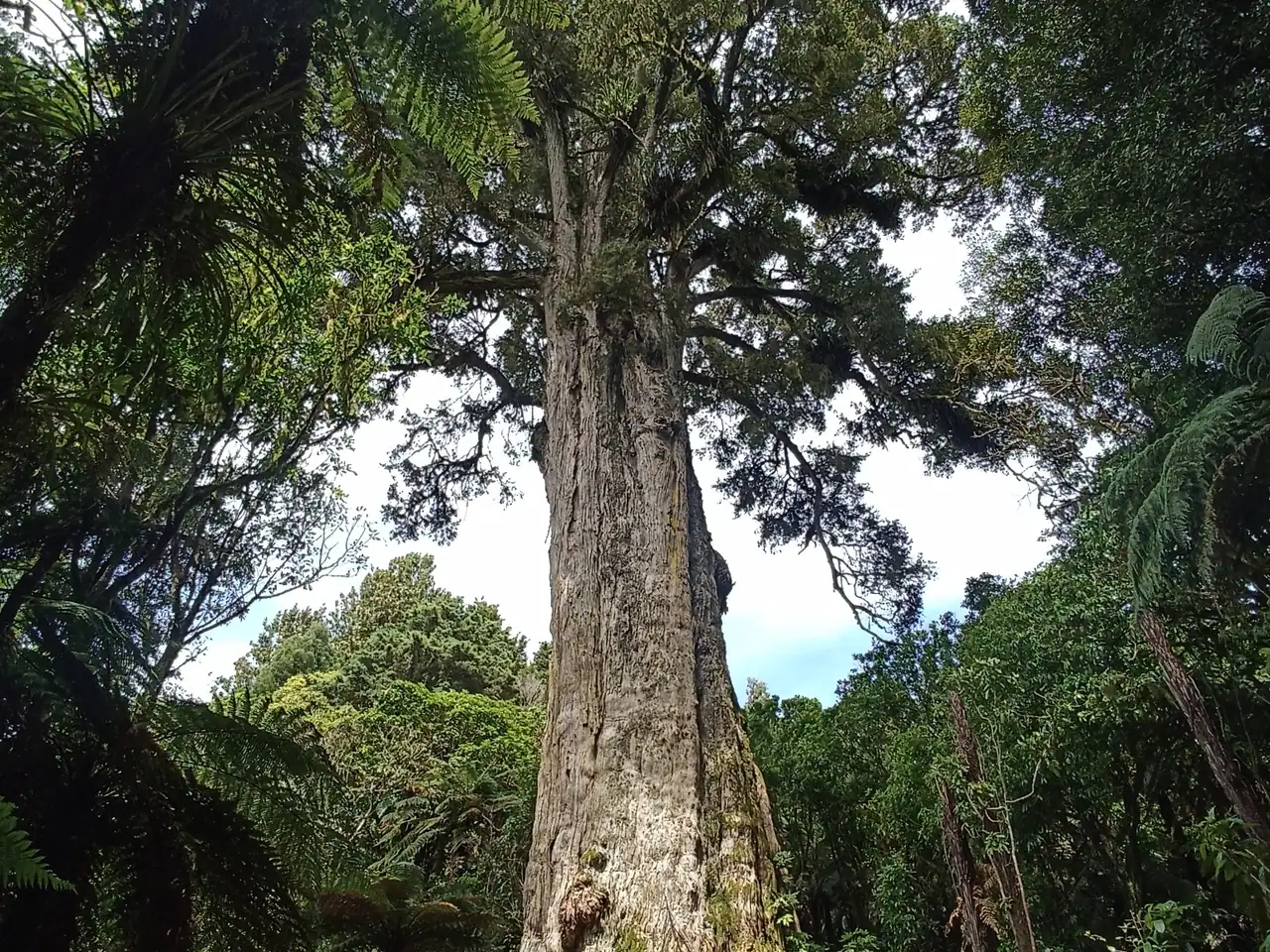 Totara