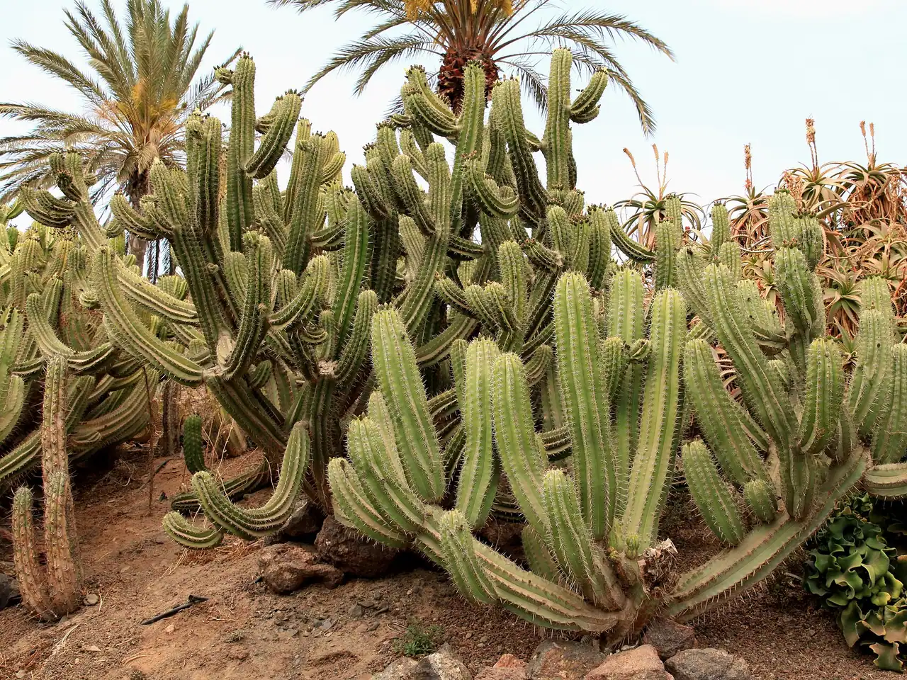 Polaskia chichipe