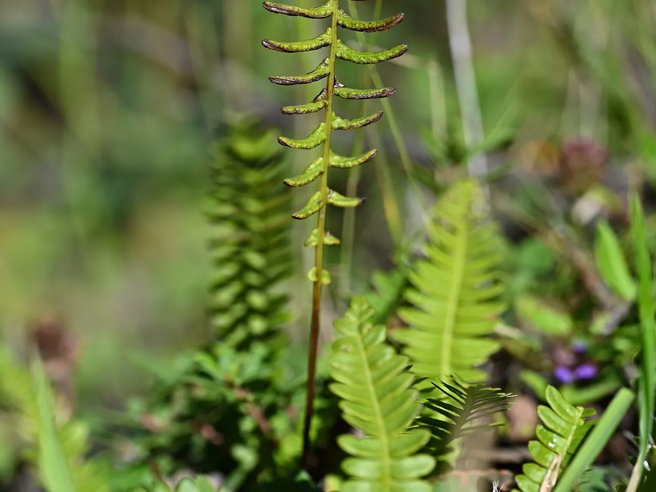 Polypodium penna marina
