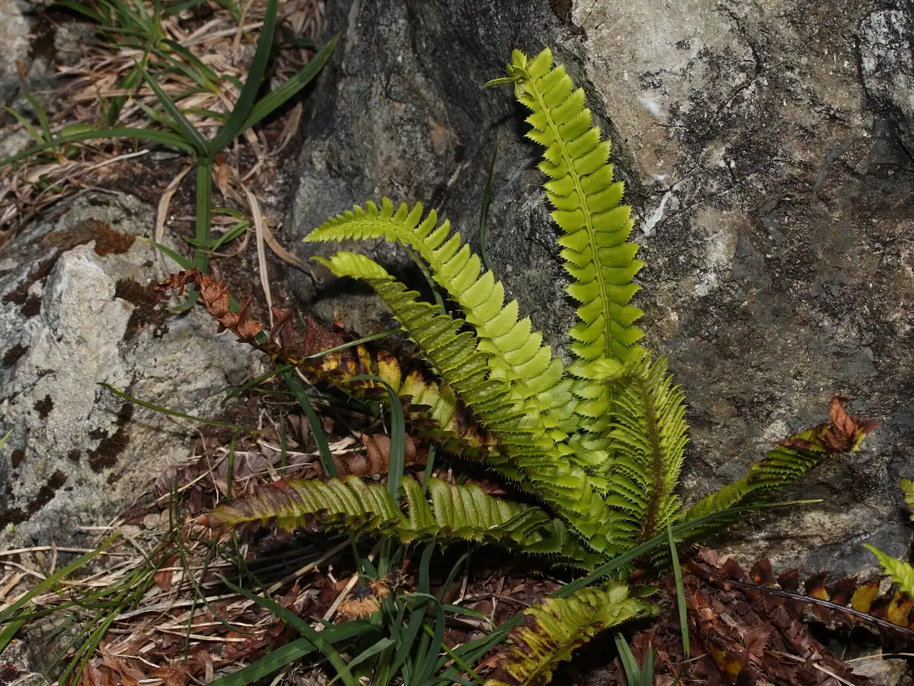 Polystichum lonchitis