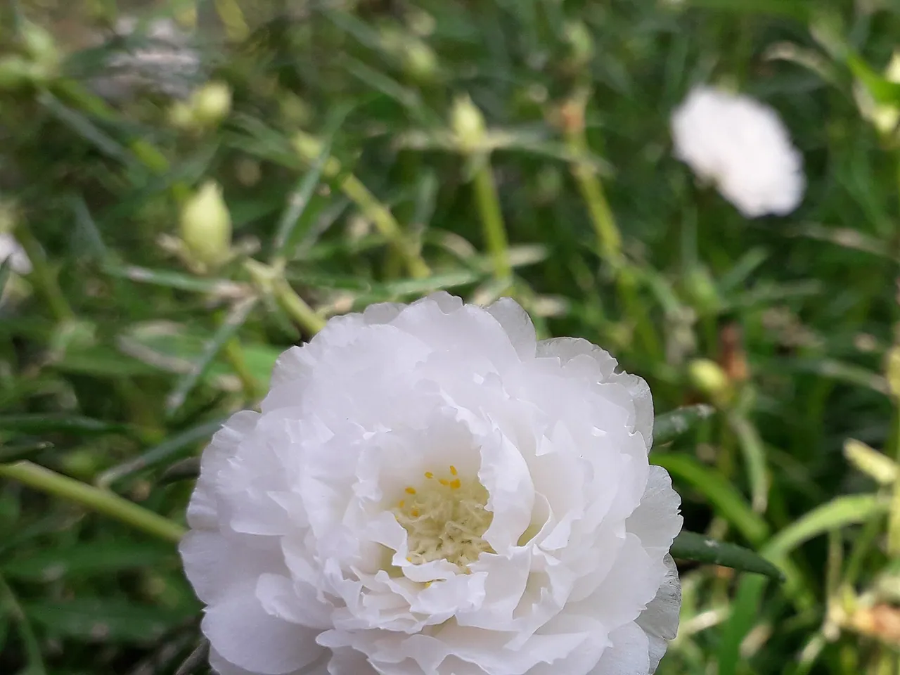 Portulaca grandiflora