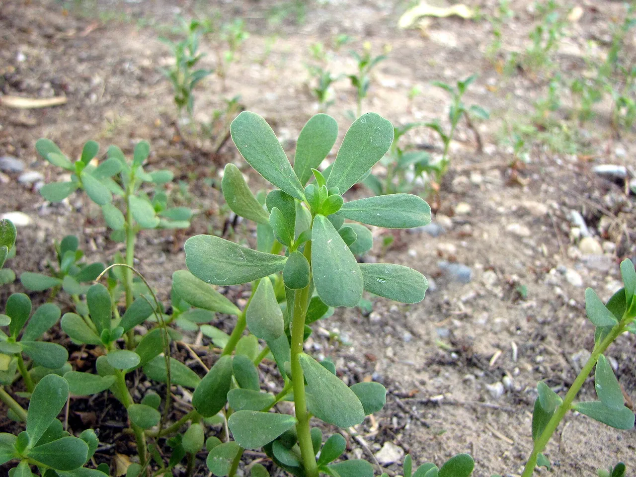 Common purslane