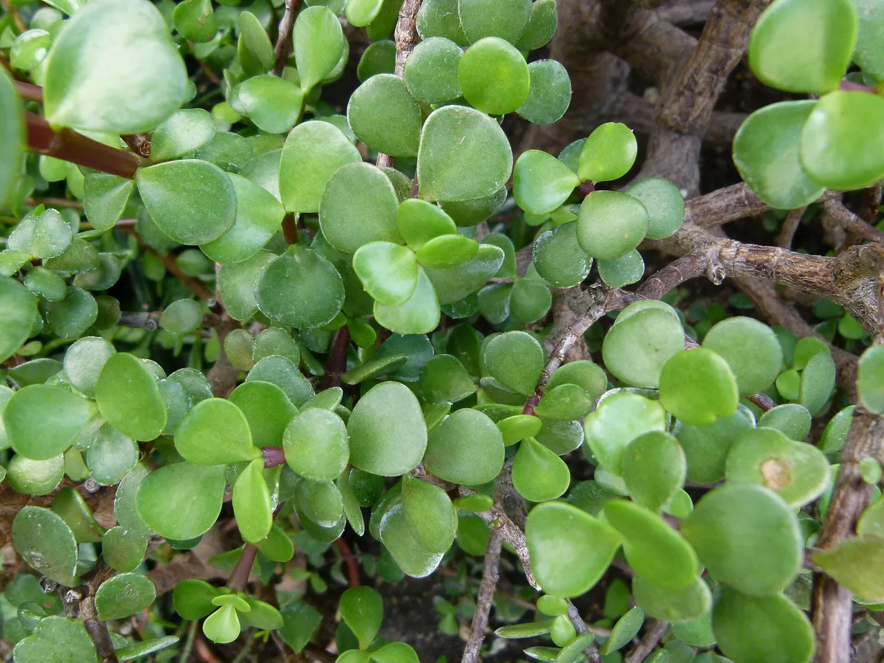 Elephant bush