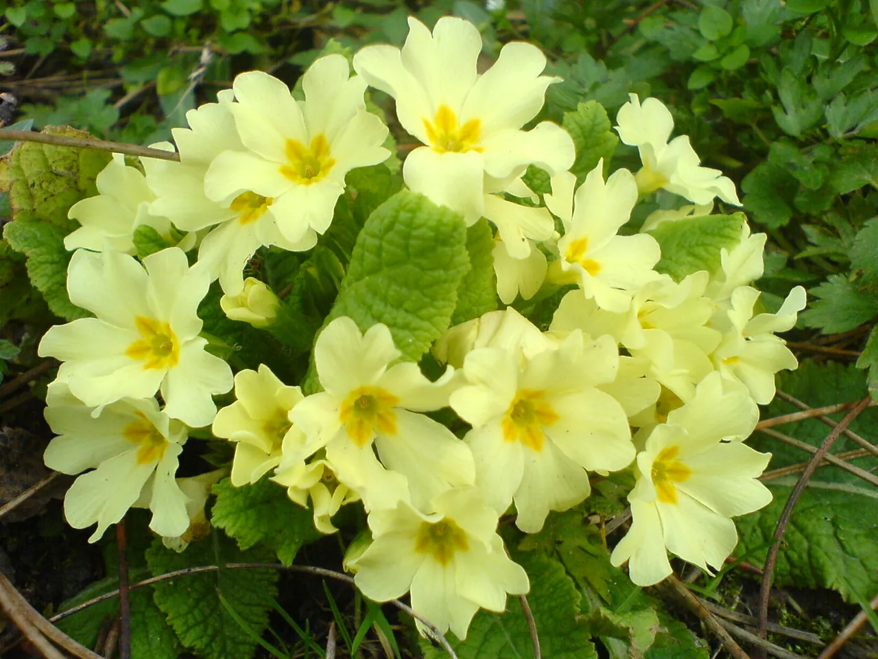 Common Primrose