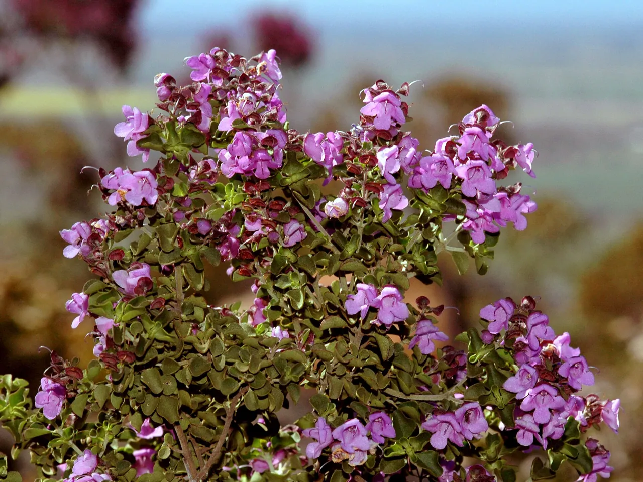 Prostanthera rotundifolia