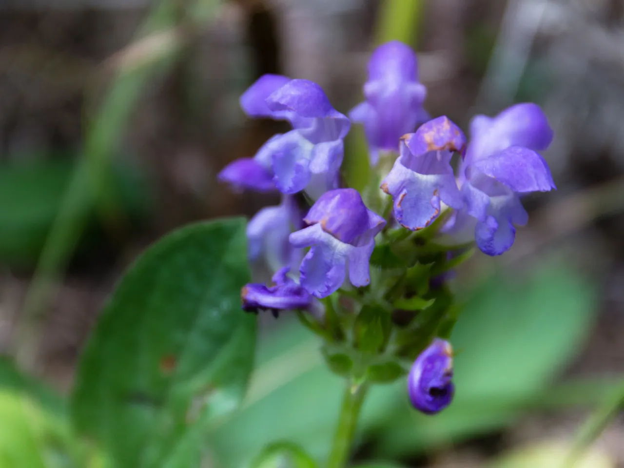 Large-flowered selfheal