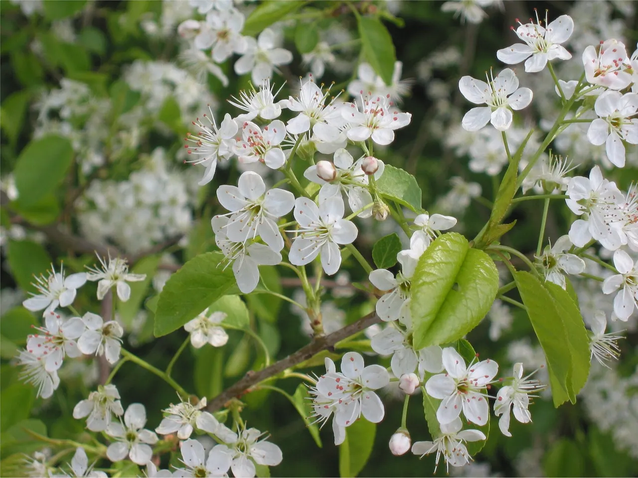 Prunus mahaleb