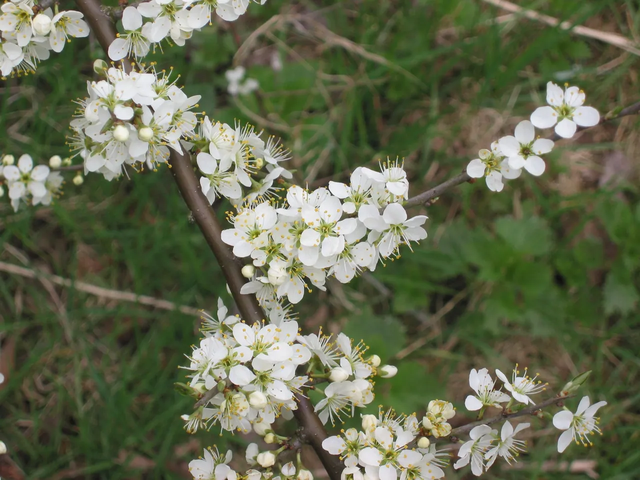 Blackthorn