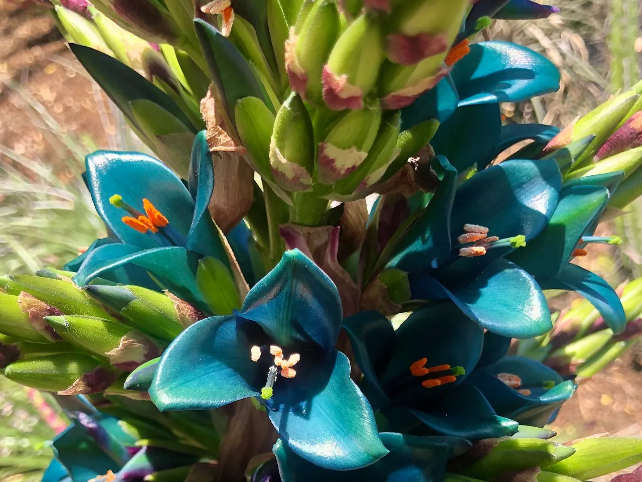 Puya alpestris