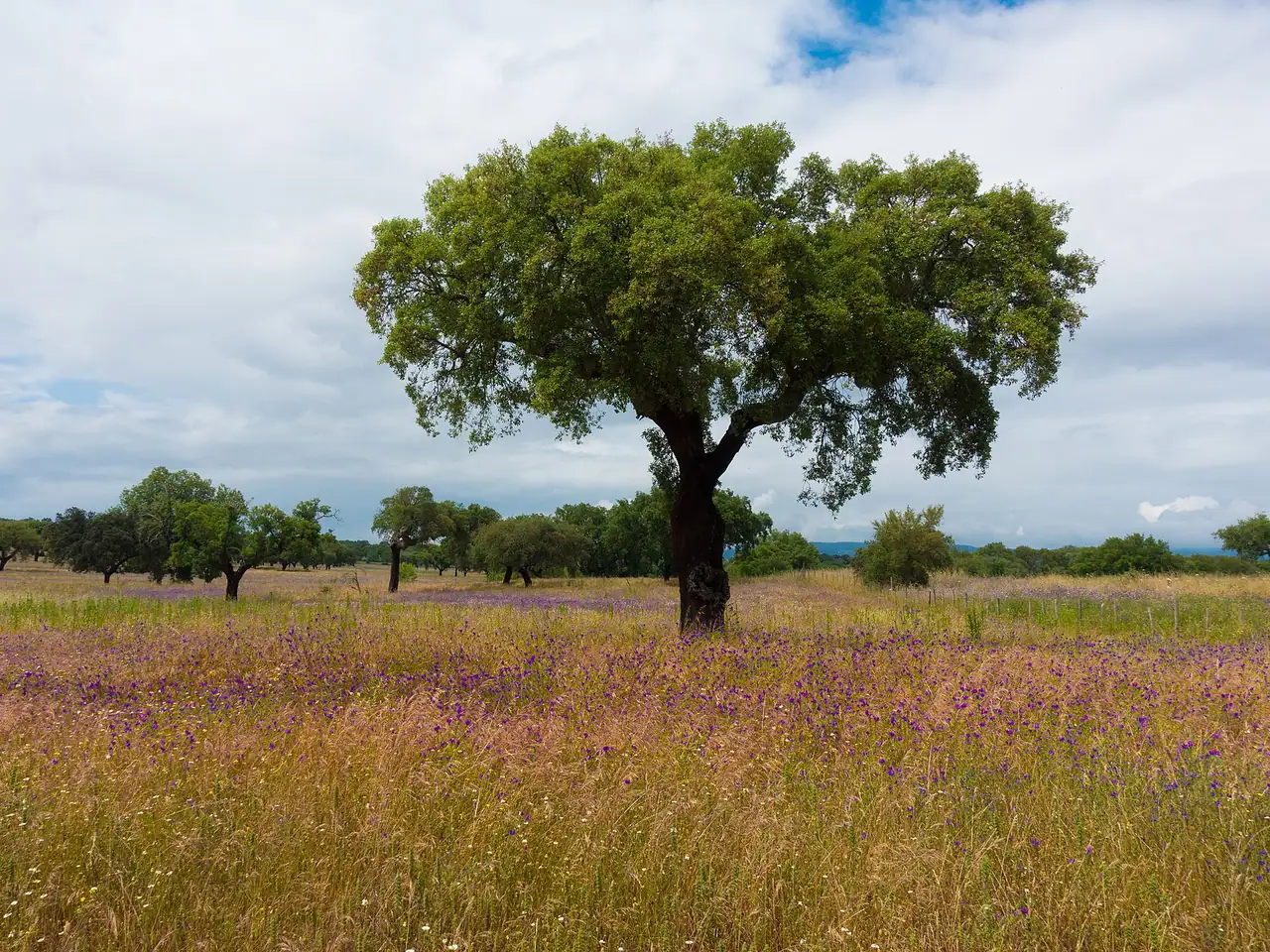 Cork oak