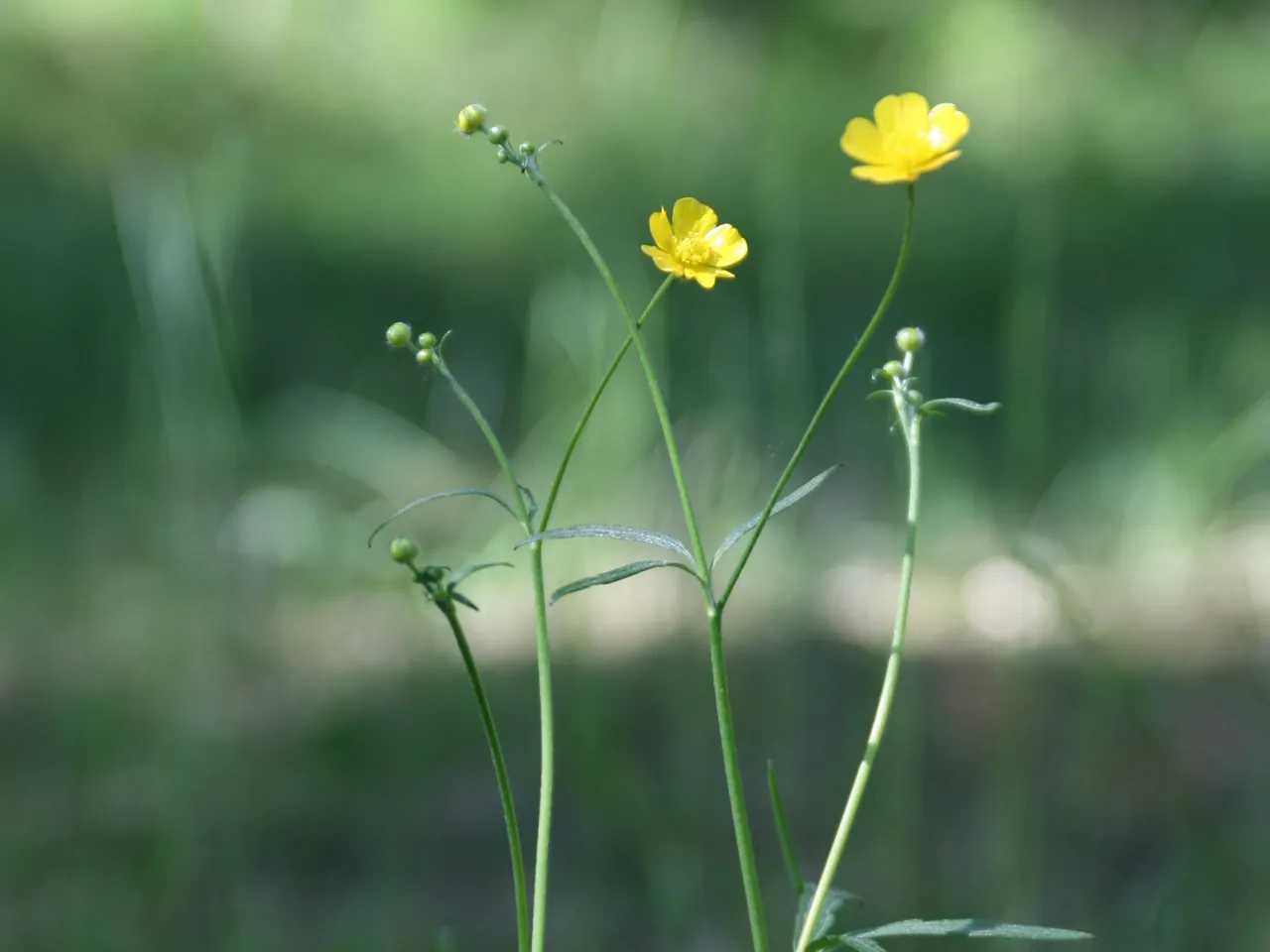 Scherpe boterbloem