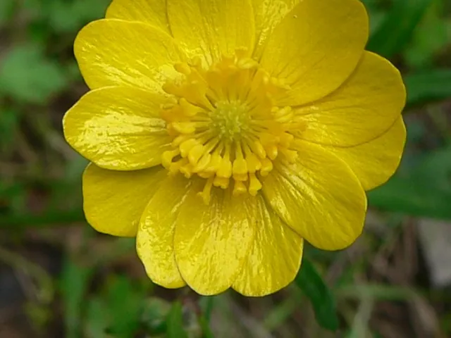 California buttercup