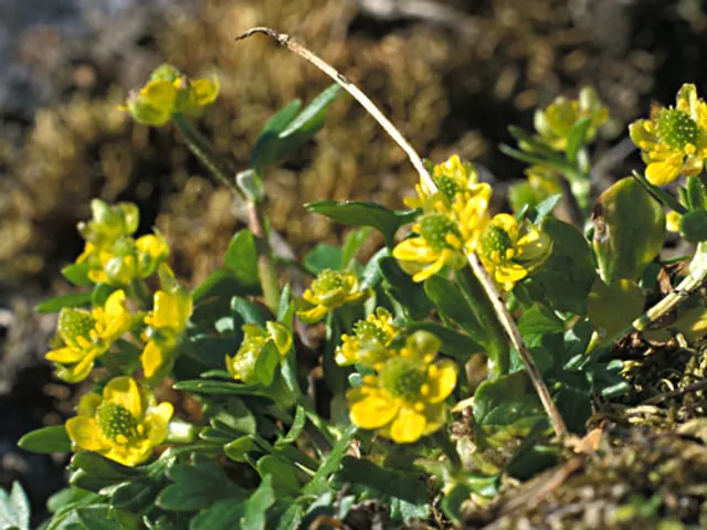 Dwergboterbloem