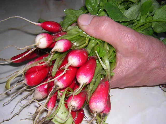 Radish