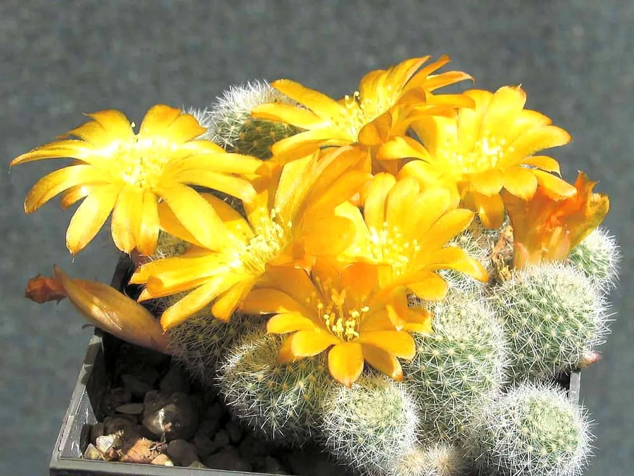 Rebutia fabrisii