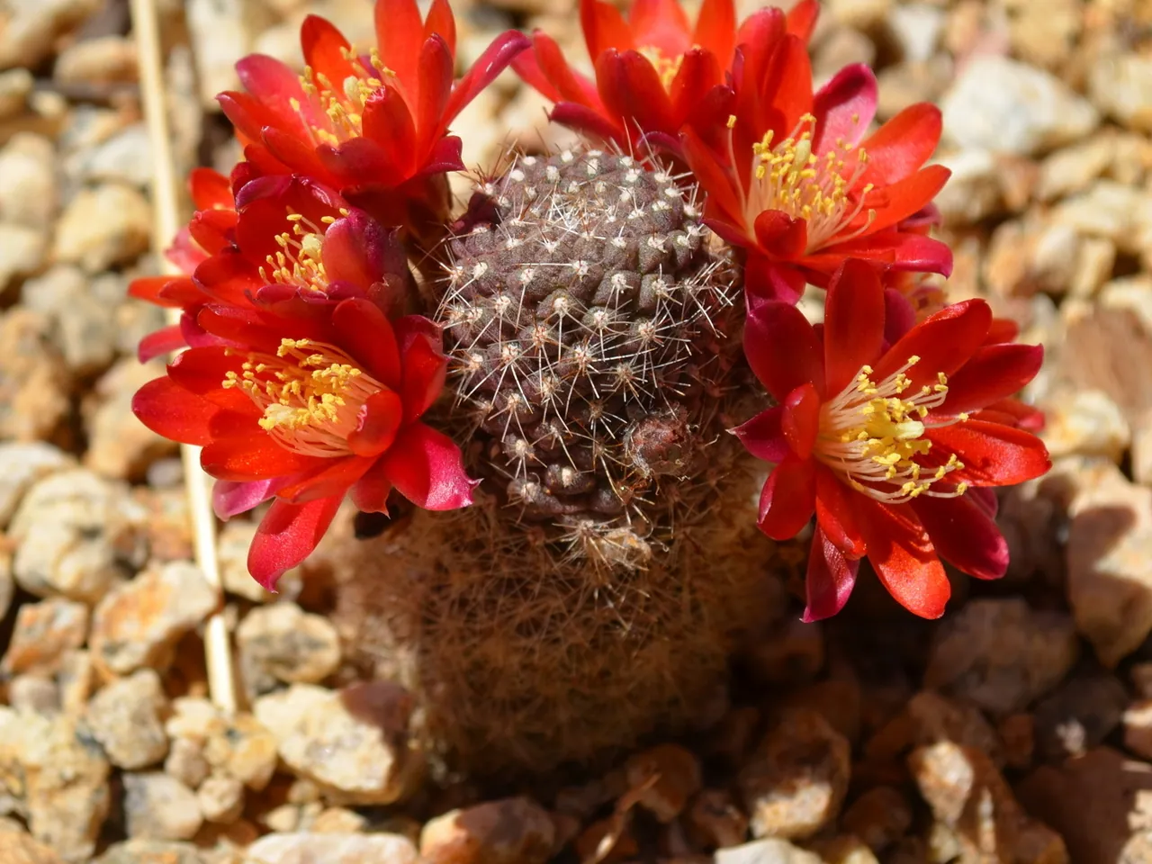 Rebutia padcayensis