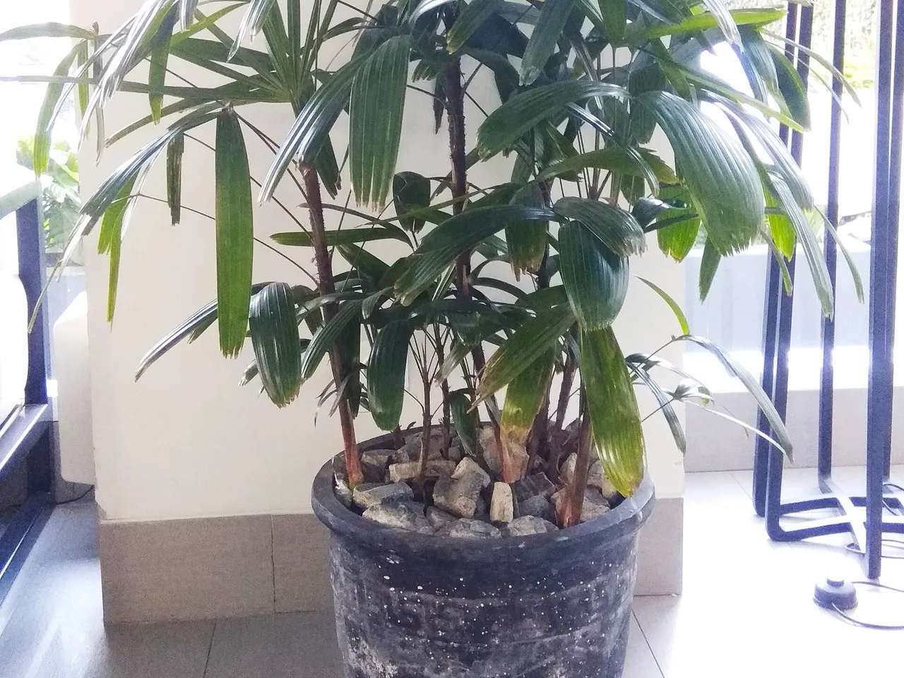 Bamboo palm