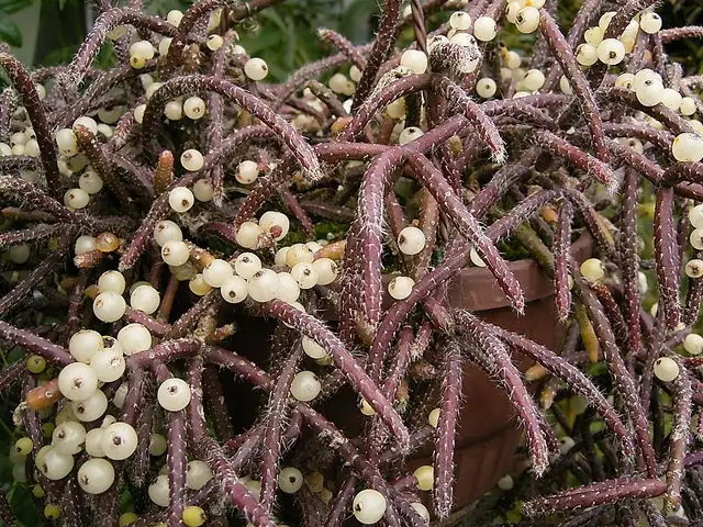 Mistletoe cactus