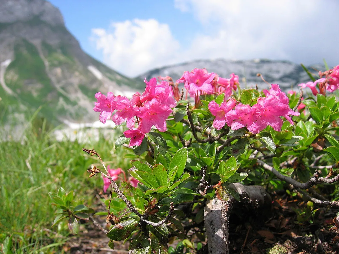 Hairy alpenrose