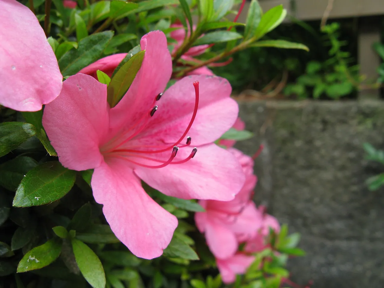 Satsuki azalea