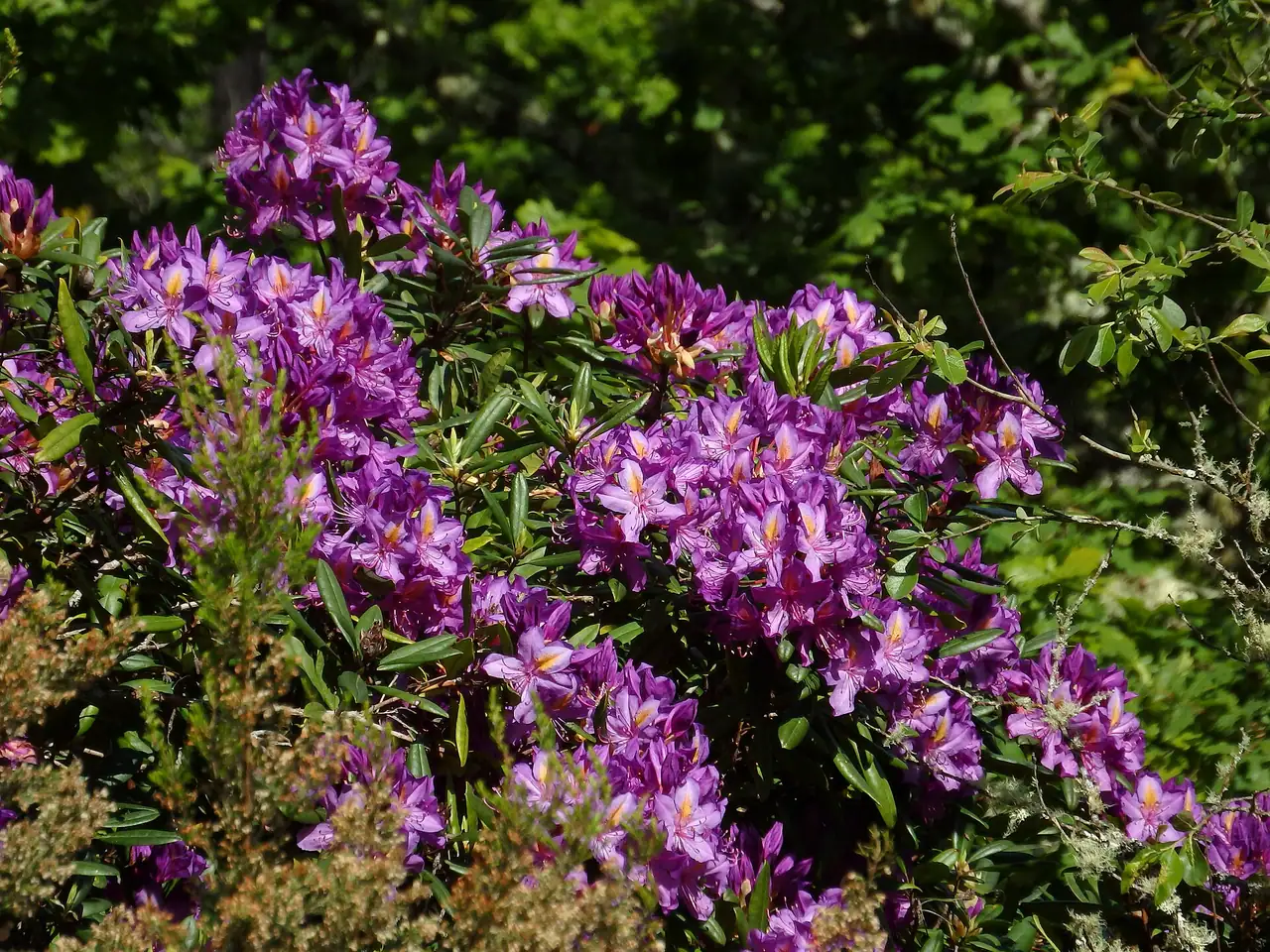 Pontic rhododendron