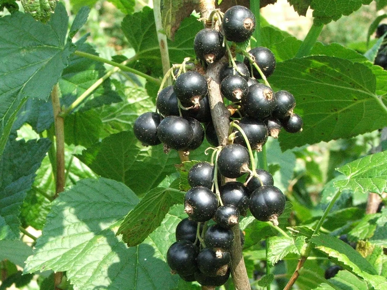 Blackcurrant