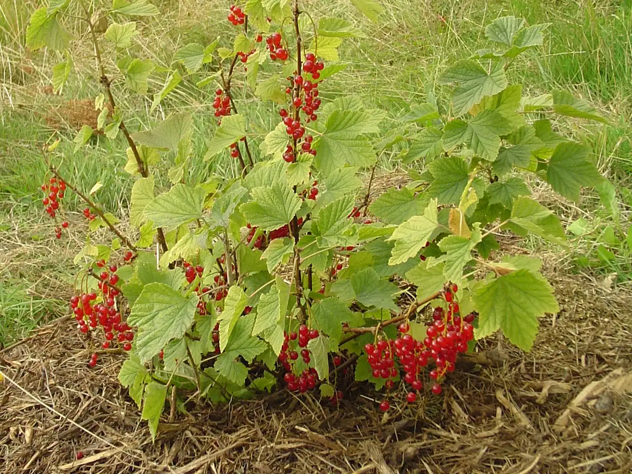 Redcurrant