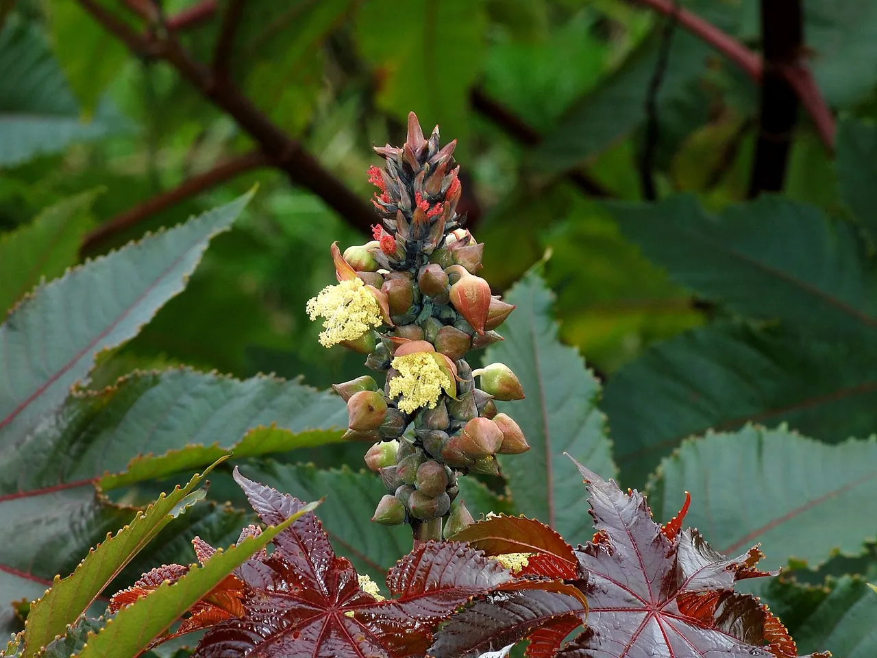 Castor bean