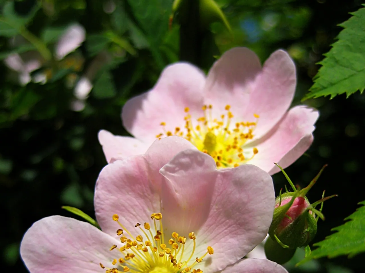Dog rose