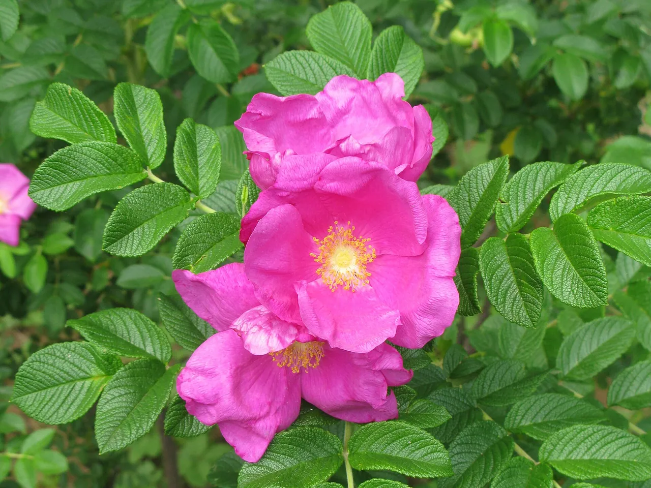 Rugosa rose