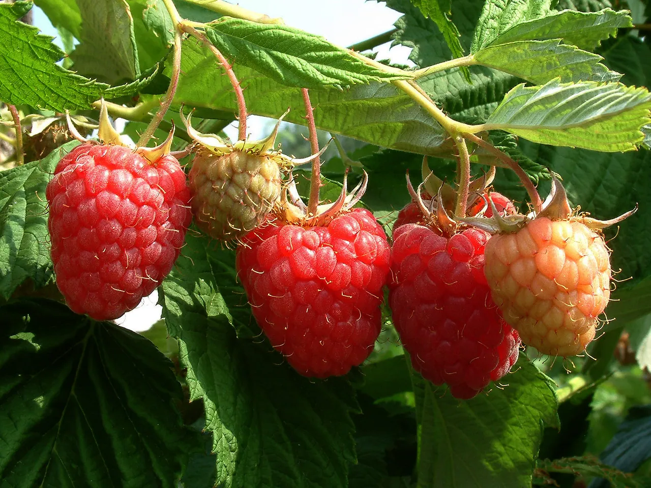 Raspberry