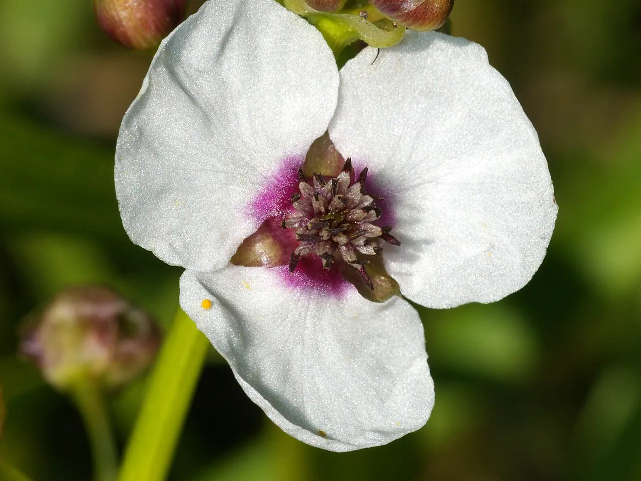 Sagittaria sagittifolia