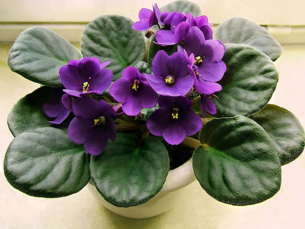 African violets