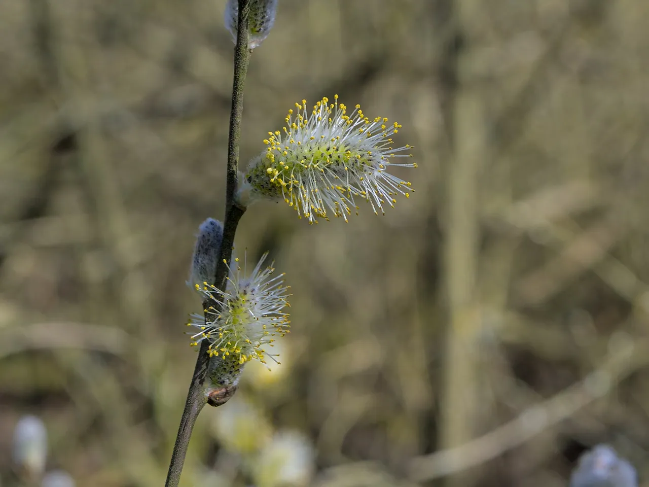 Goat willow