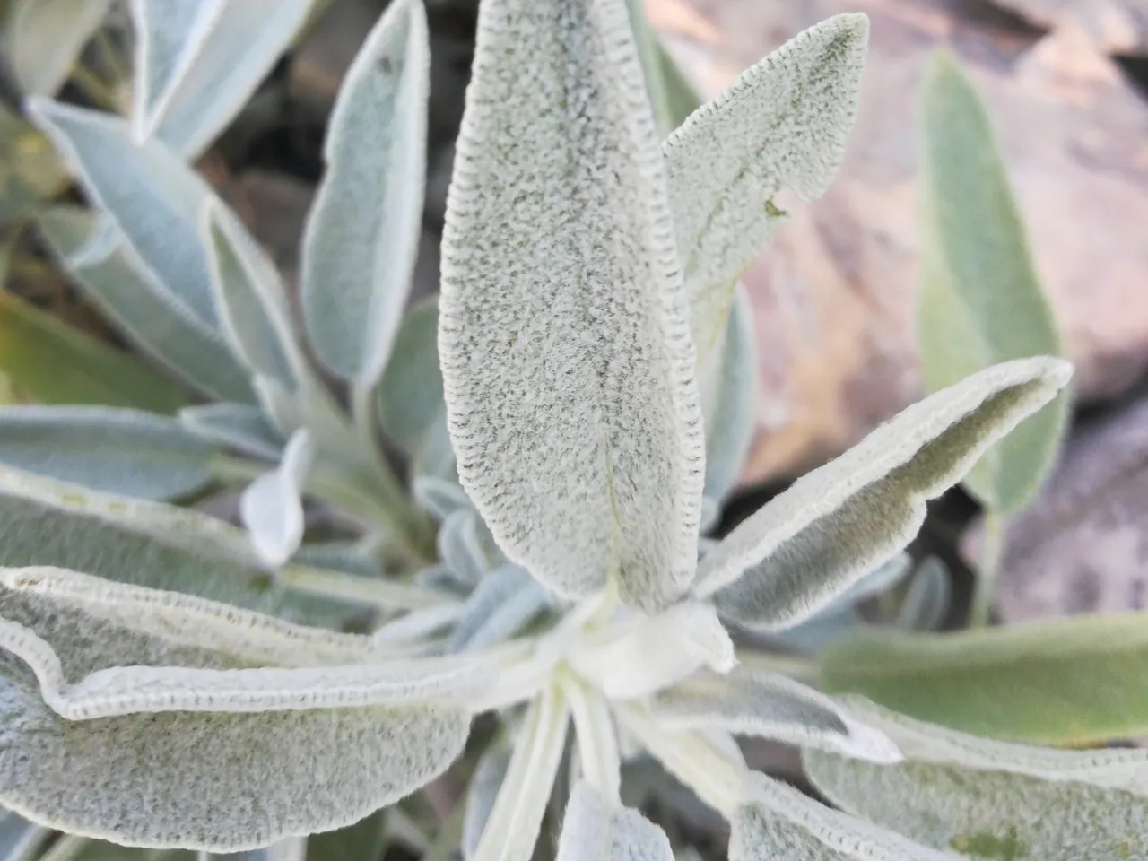 Sage