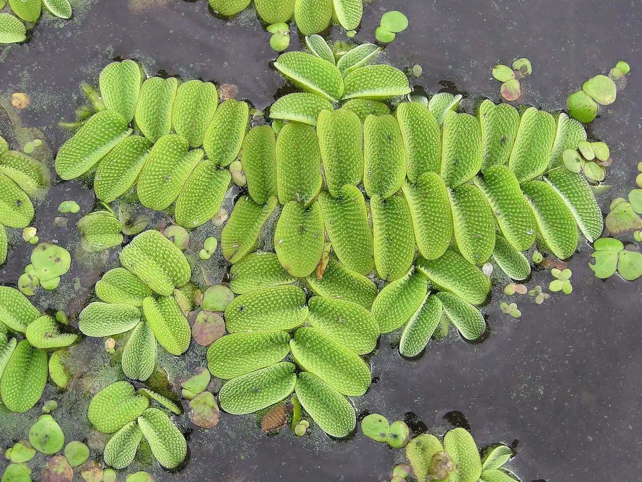 Floating fern