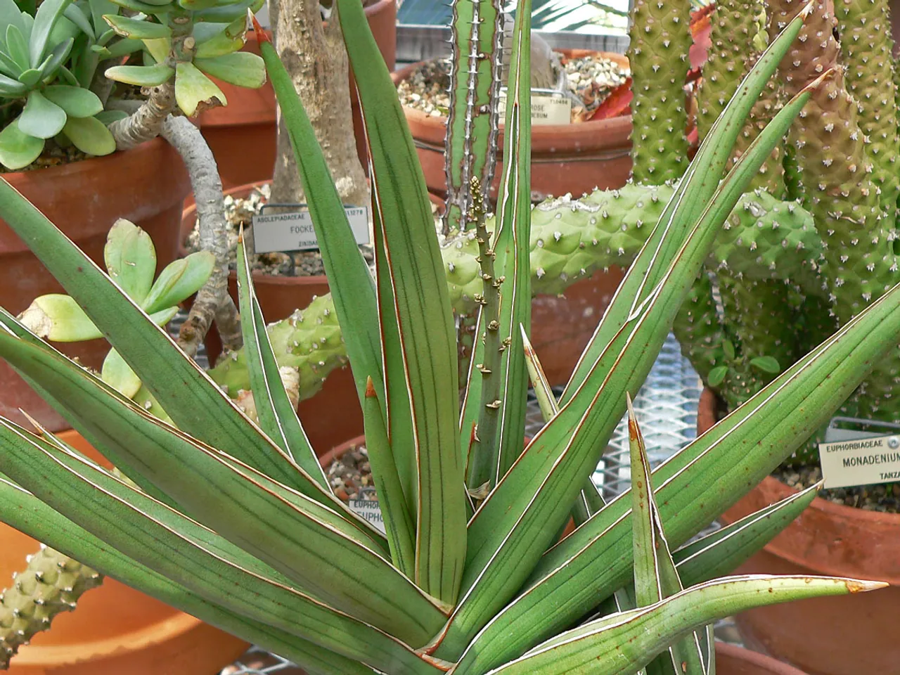 Sansevieria ehrenbergii