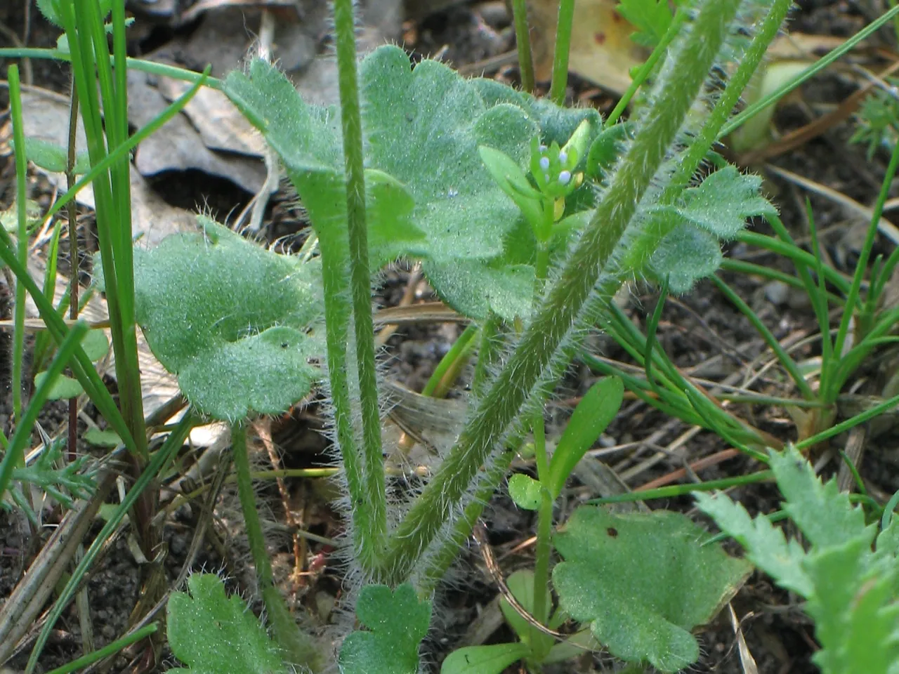 Knolsteenbreek