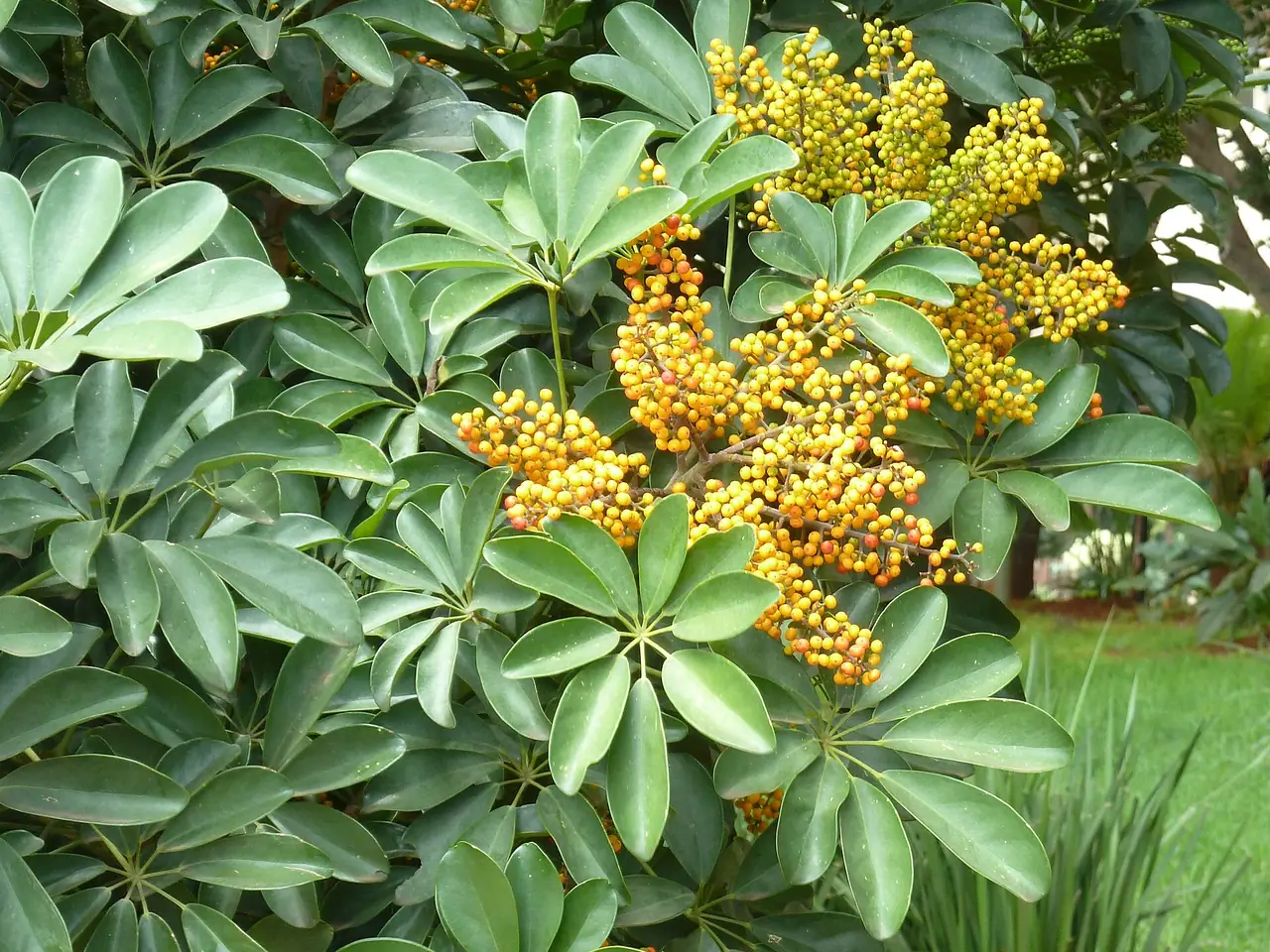 Dwarf umbrella tree