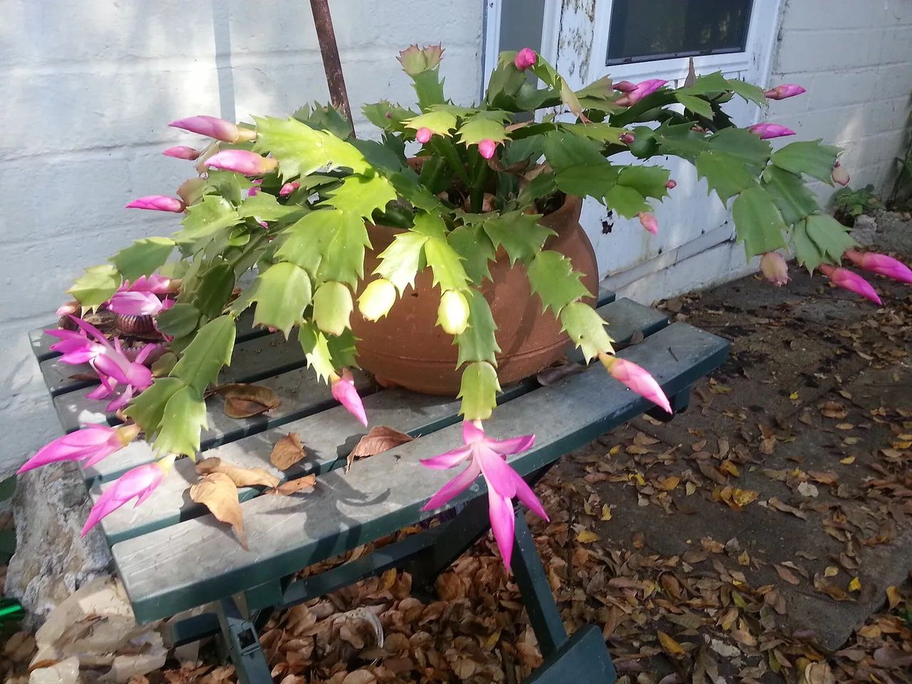 Christmas cactus