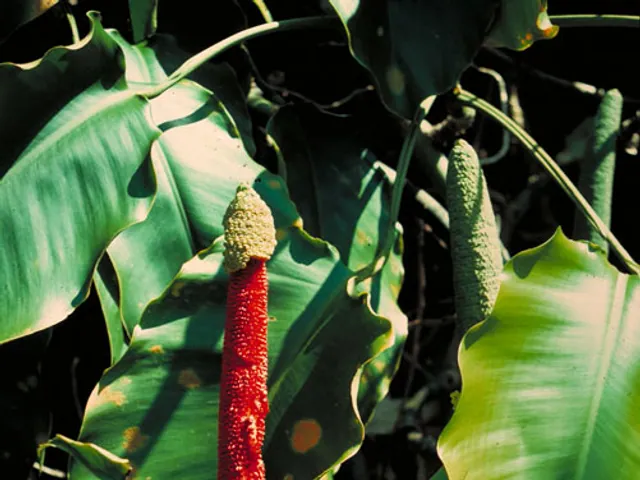 Scindapsus altissimus