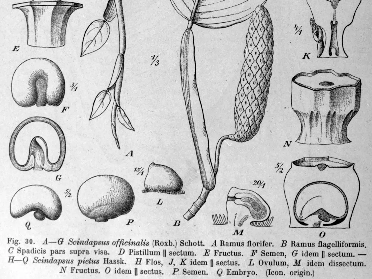 Scindapsus officinalis