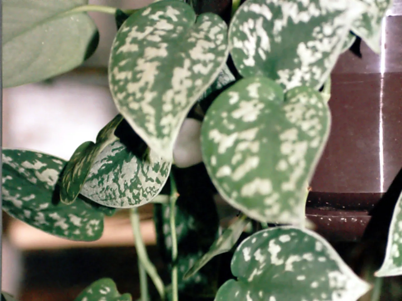 Satin pothos